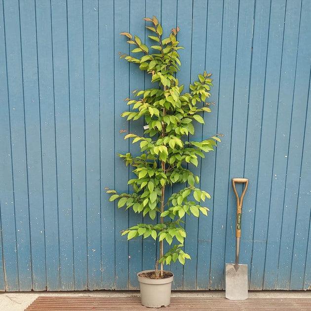 Carpinus Betulus 'frans Fontaine' Single Stem - View 12 from www redcrocus com