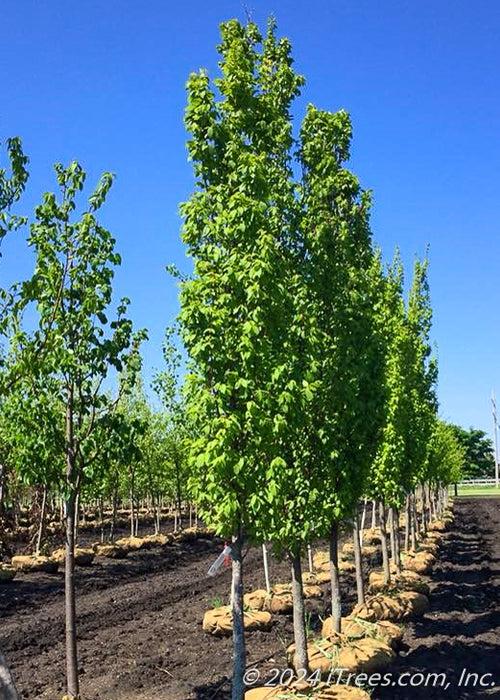 Carpinus Betulus 'frans Fontaine' Single Stem - View 13 from www redcrocus com