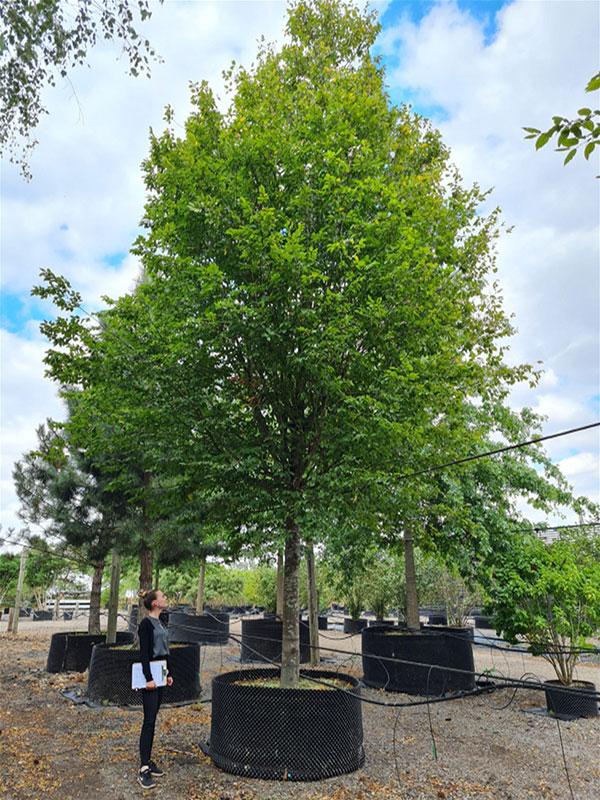 Carpinus Betulus 'frans Fontaine' Single Stem - View 14 from www redcrocus com