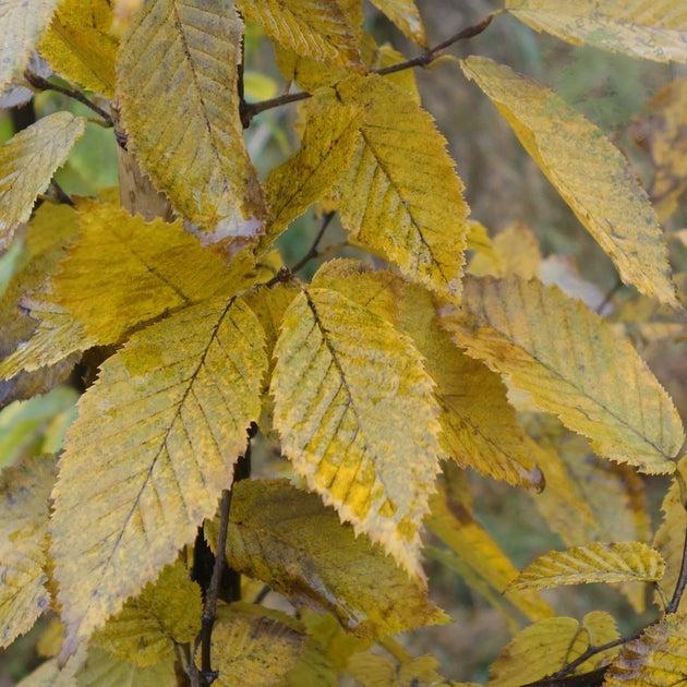 Carpinus Betulus 'frans Fontaine' Single Stem - View 17 from www redcrocus com