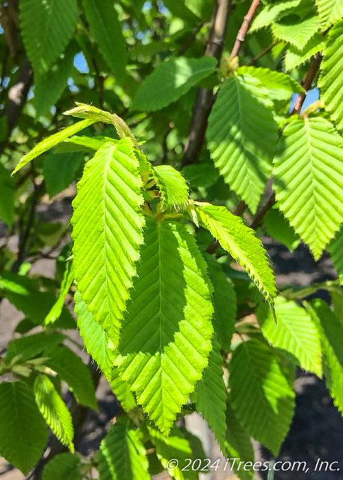 Carpinus Betulus 'frans Fontaine' Single Stem - View 18 from www redcrocus com