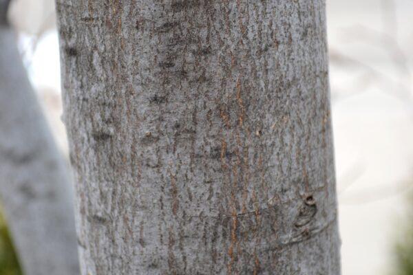 Carpinus Betulus 'frans Fontaine' Single Stem - View 23 from www redcrocus com