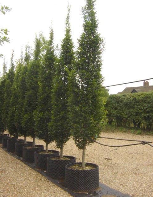 Carpinus Betulus 'frans Fontaine' Single Stem - View 25 from www redcrocus com