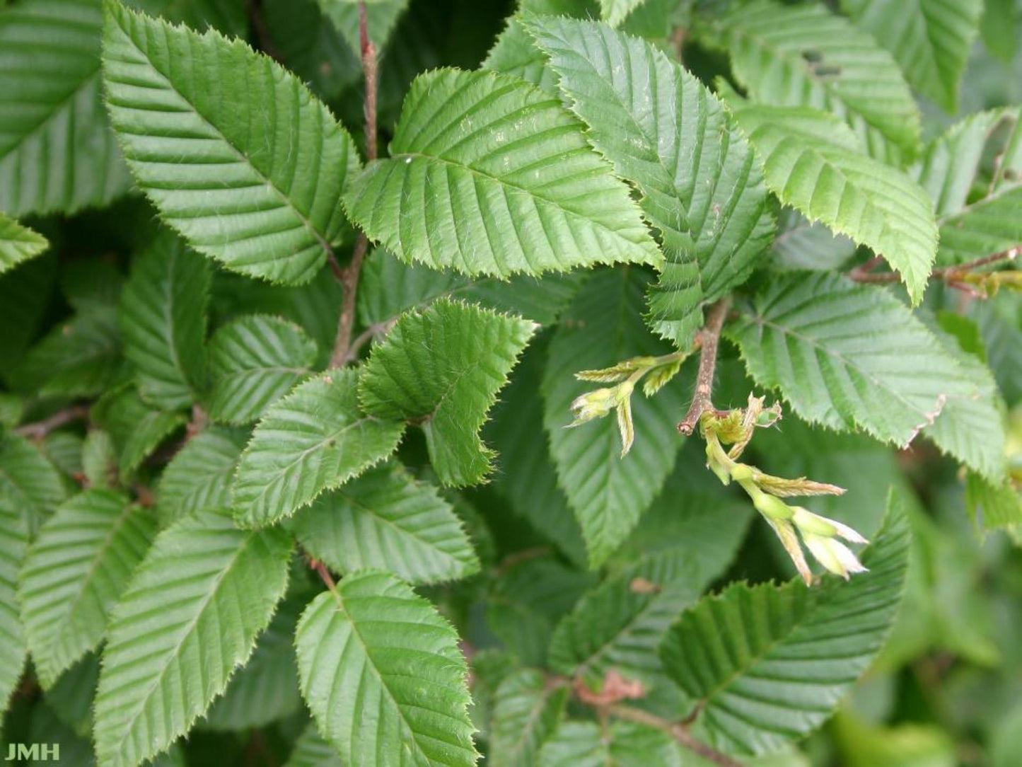 Carpinus Betulus 'frans Fontaine' Single Stem - View 27 from www redcrocus com