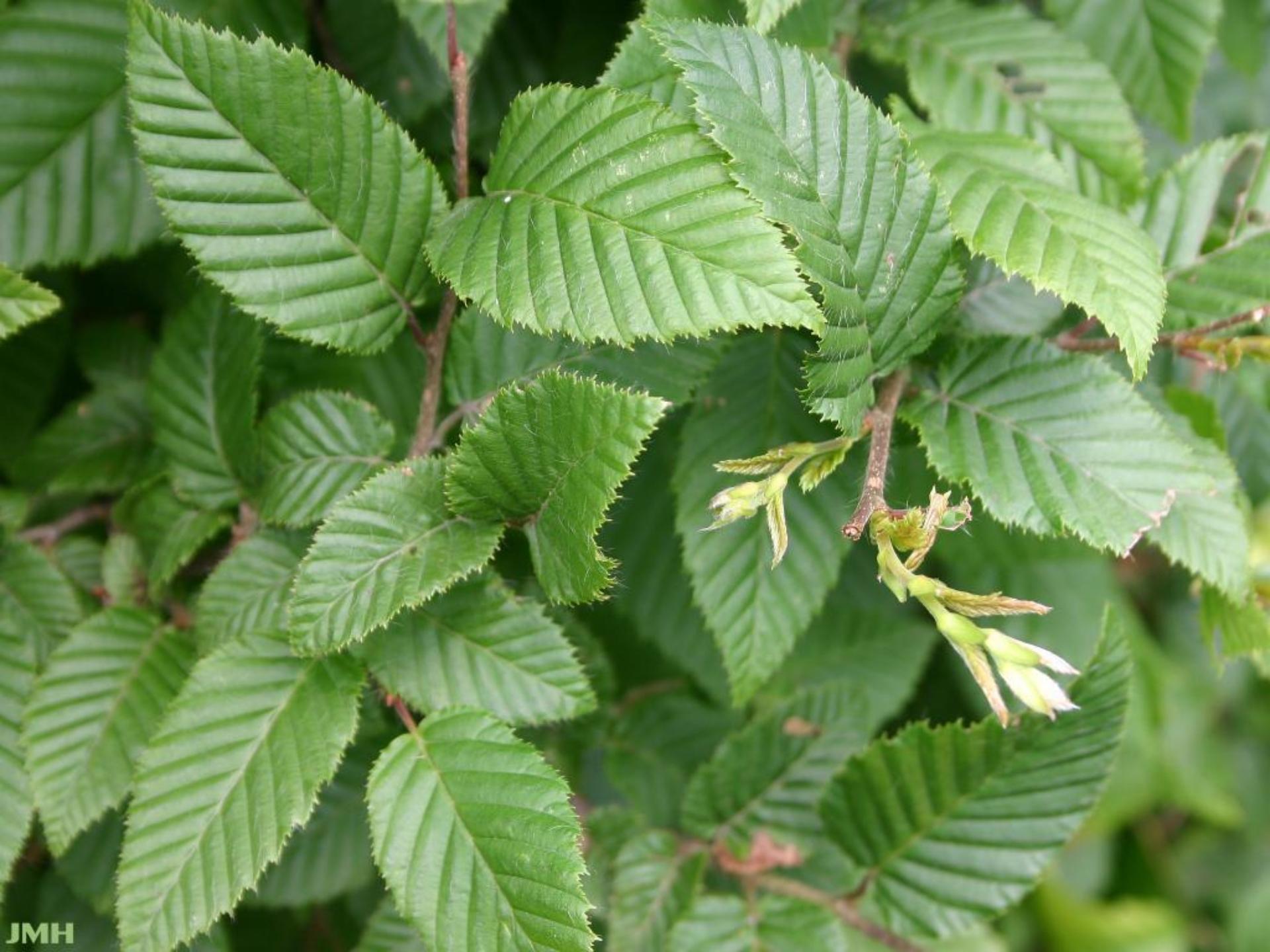 Carpinus Betulus 'frans Fontaine' Single Stem - View 27 from www redcrocus com