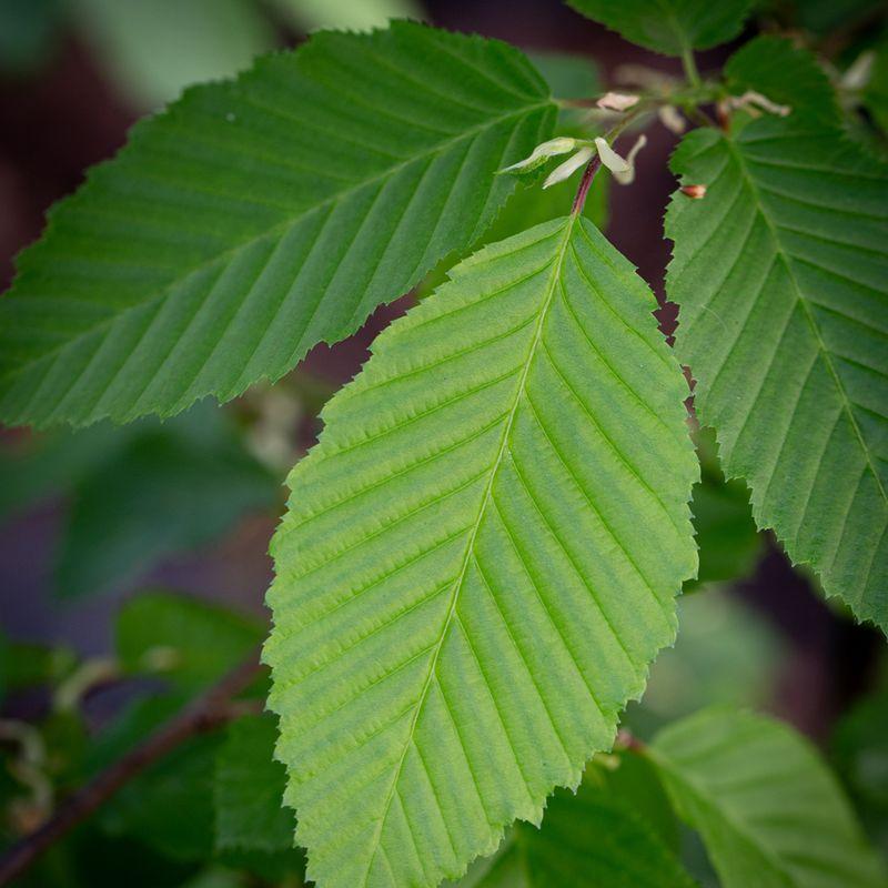 Carpinus Betulus 'frans Fontaine' Single Stem - View 30 from www redcrocus com