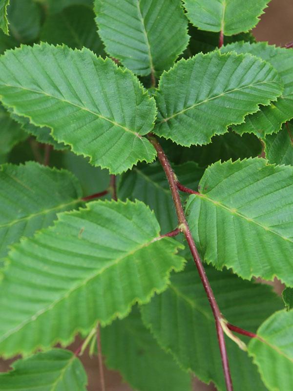 Carpinus Betulus 'frans Fontaine' Single Stem - View 35 from www redcrocus com