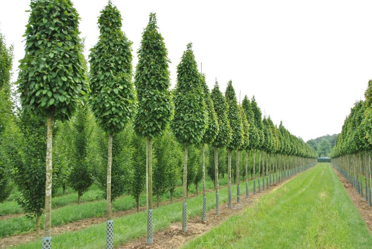 Carpinus Betulus 'frans Fontaine' Single Stem - View 37 from www redcrocus com