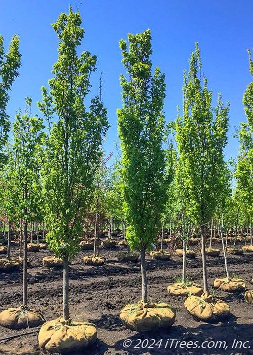 Carpinus Betulus 'frans Fontaine' Single Stem - View 3 from www redcrocus com