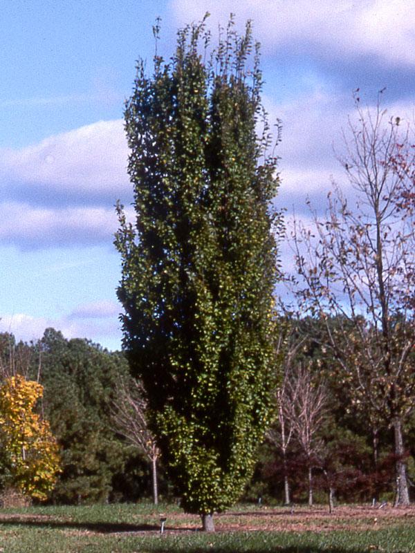 Carpinus Betulus 'frans Fontaine' Single Stem - View 4 from www redcrocus com