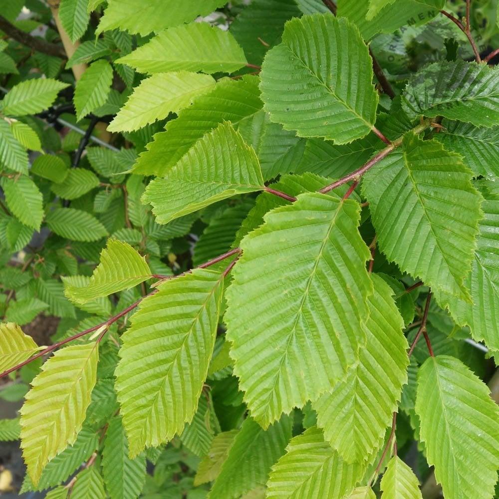 Carpinus Betulus 'frans Fontaine' Single Stem - View 5 from www redcrocus com