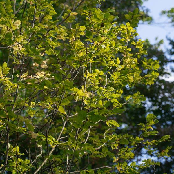 Carpinus Betulus 'pinocchio' Low Branch - View 12 from www redcrocus com