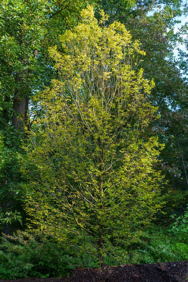 Carpinus Betulus 'pinocchio' Low Branch - View 13 from www redcrocus com