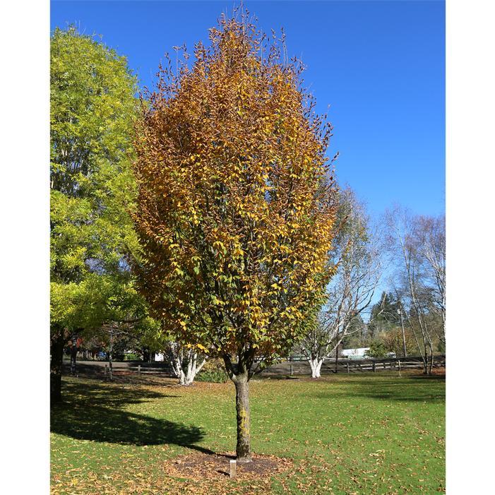 Carpinus Betulus 'pinocchio' Low Branch - View 14 from www redcrocus com