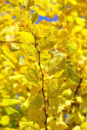 Carpinus Betulus 'pinocchio' Low Branch - View 15 from www redcrocus com