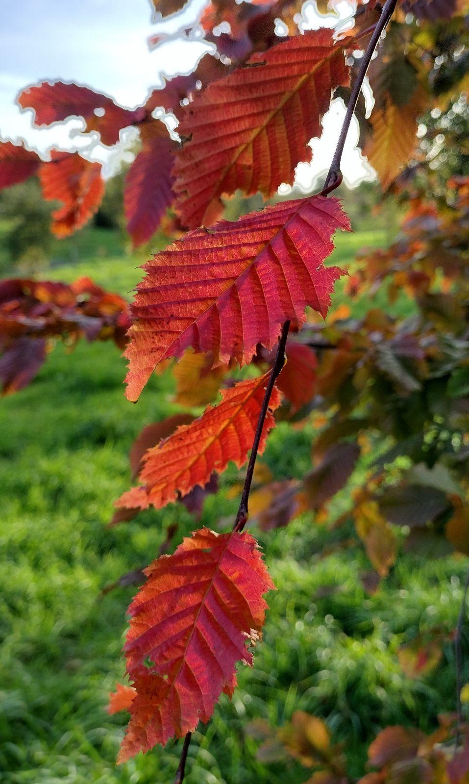 Carpinus Betulus 'pinocchio' Low Branch - View 16 from www redcrocus com