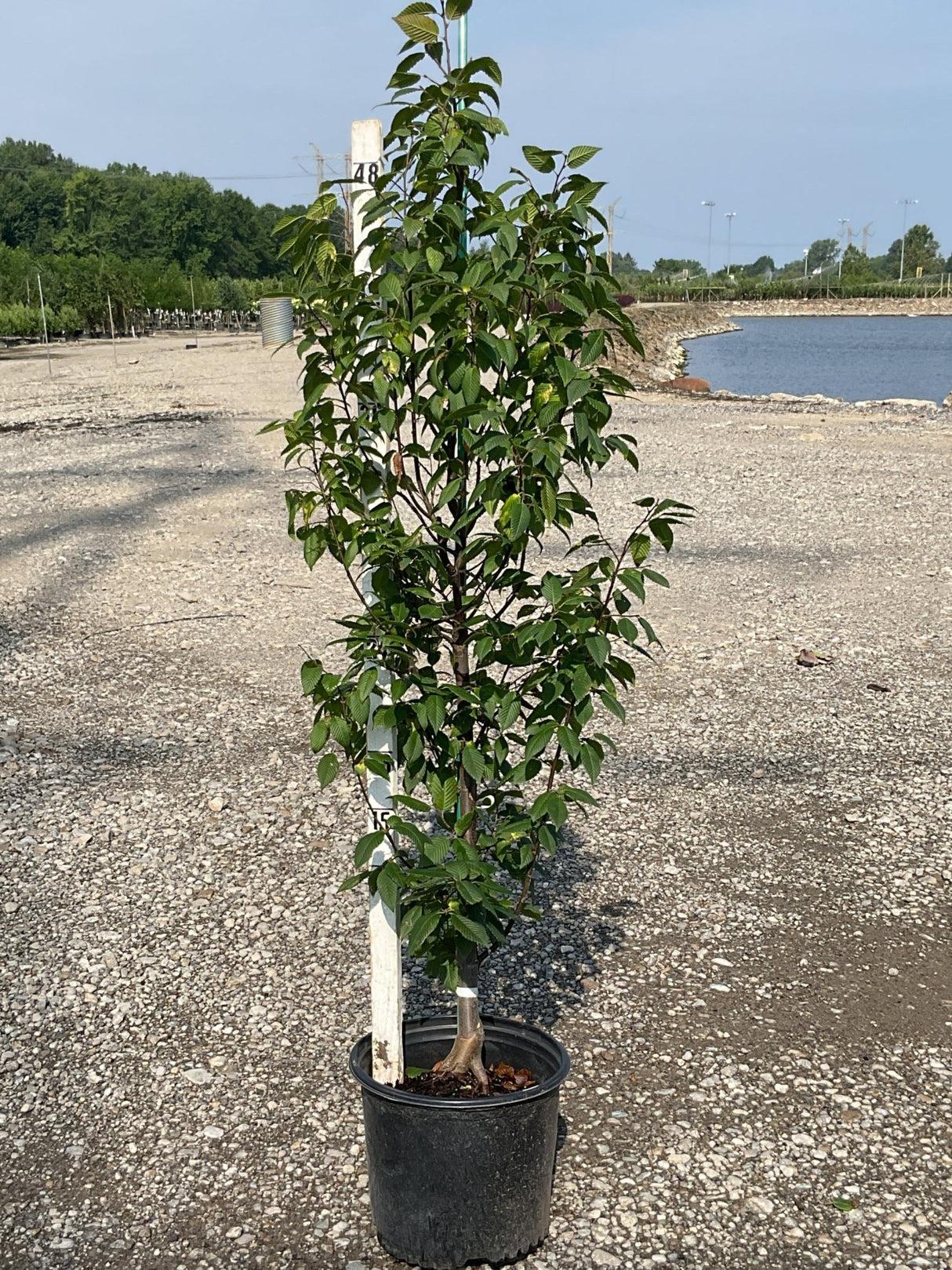 Carpinus Betulus 'pinocchio' Low Branch - View 18 from www redcrocus com