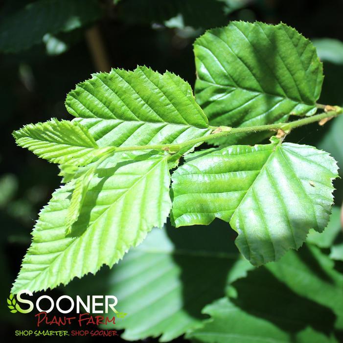 Carpinus Betulus 'pinocchio' Low Branch - View 19 from www redcrocus com