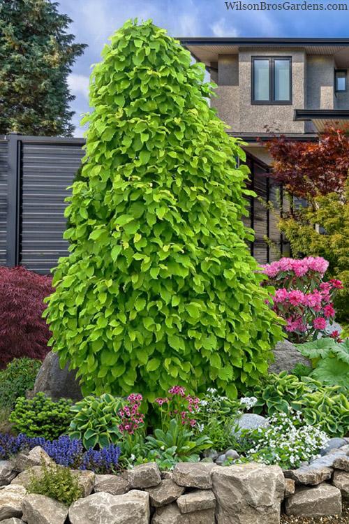 Carpinus Betulus 'pinocchio' Low Branch - View 1 from www redcrocus com