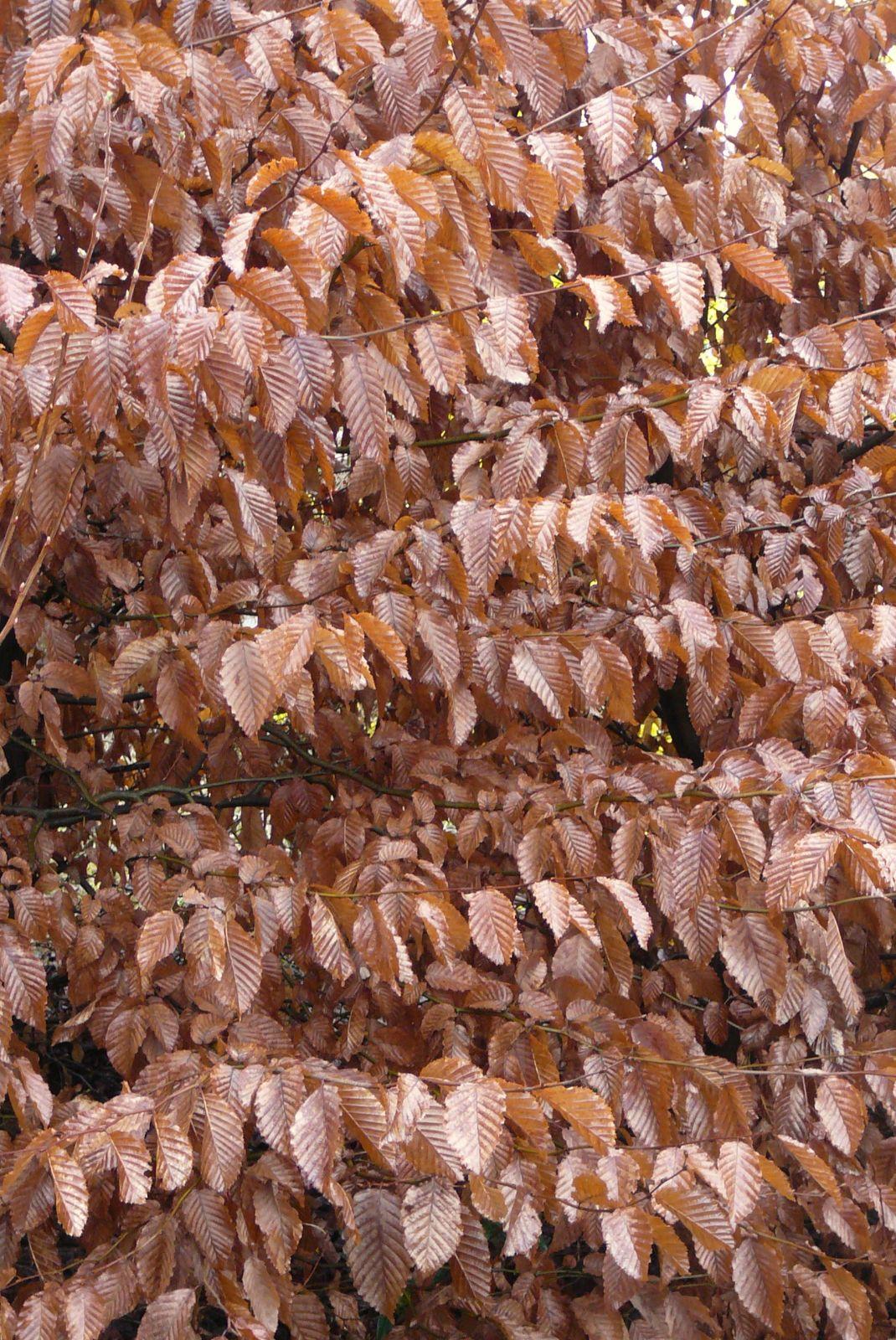 Carpinus Betulus 'pinocchio' Low Branch - View 20 from www redcrocus com