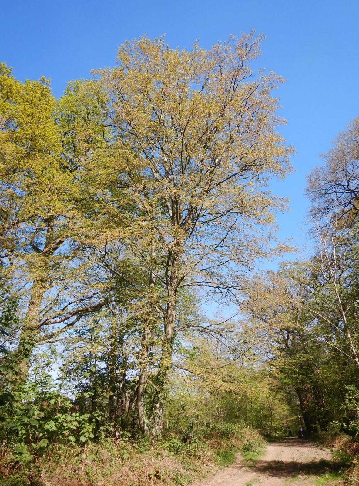 Carpinus Betulus 'pinocchio' Low Branch - View 21 from www redcrocus com