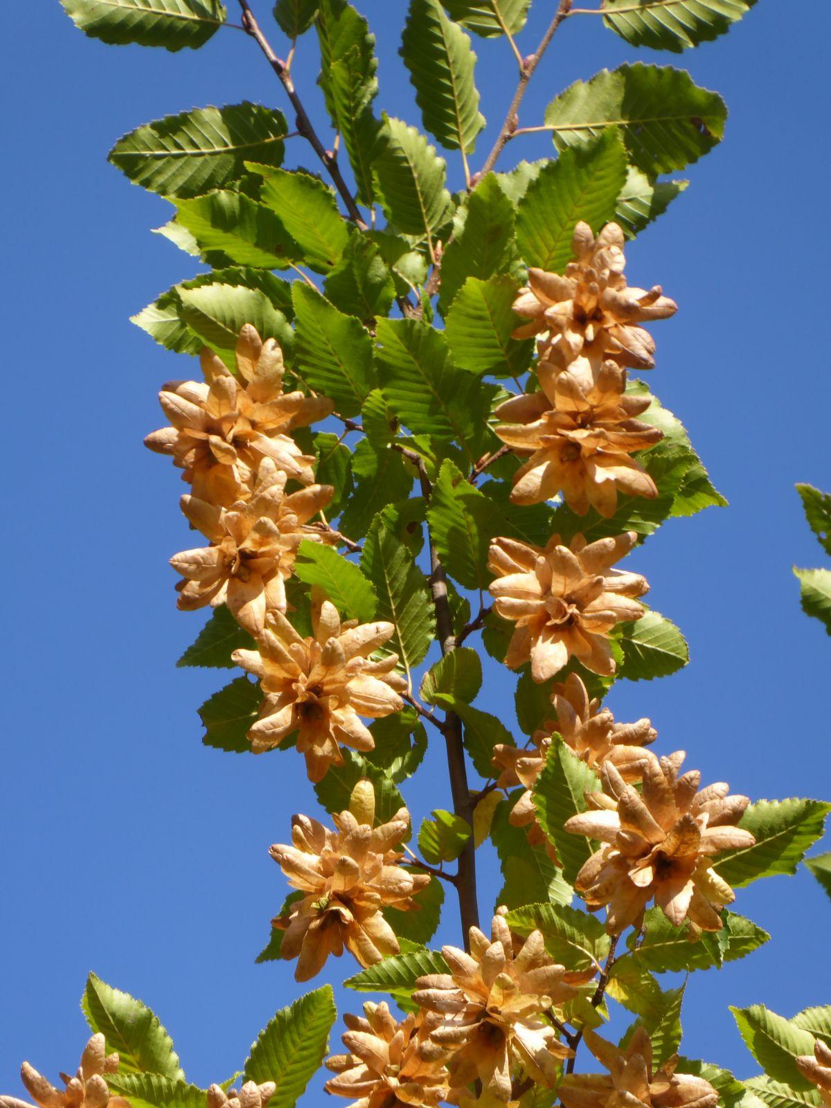 Carpinus Betulus 'pinocchio' Low Branch - View 23 from www redcrocus com