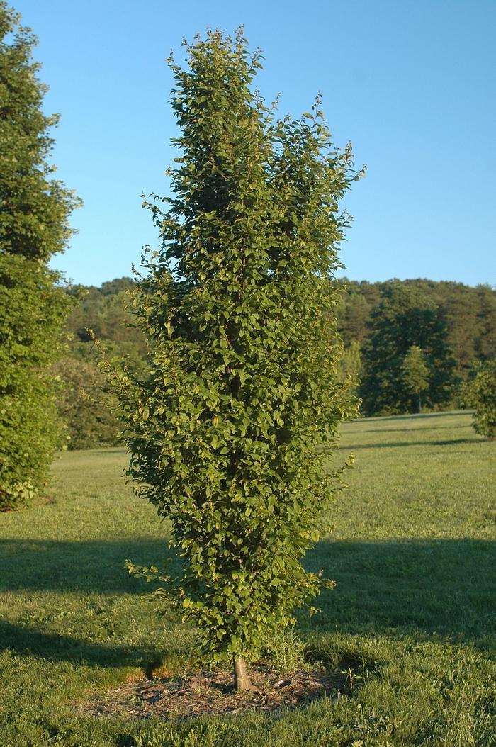 Carpinus Betulus 'pinocchio' Low Branch - View 24 from www redcrocus com