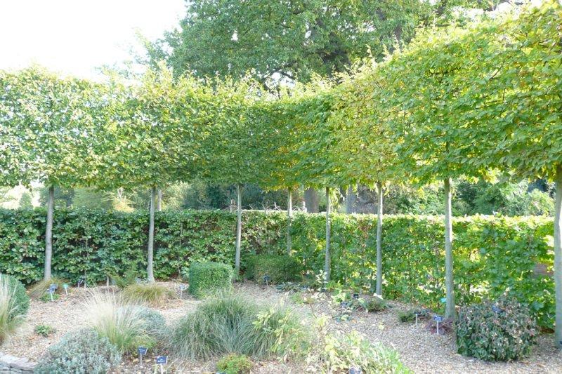 Carpinus Betulus 'pinocchio' Low Branch - View 25 from www redcrocus com
