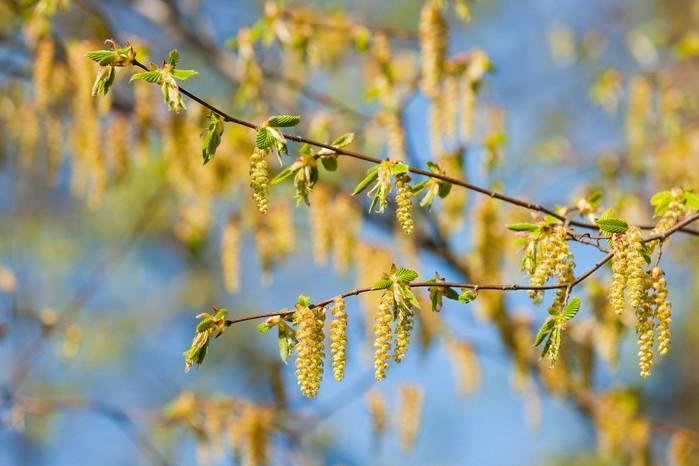 Carpinus Betulus 'pinocchio' Low Branch - View 26 from www redcrocus com