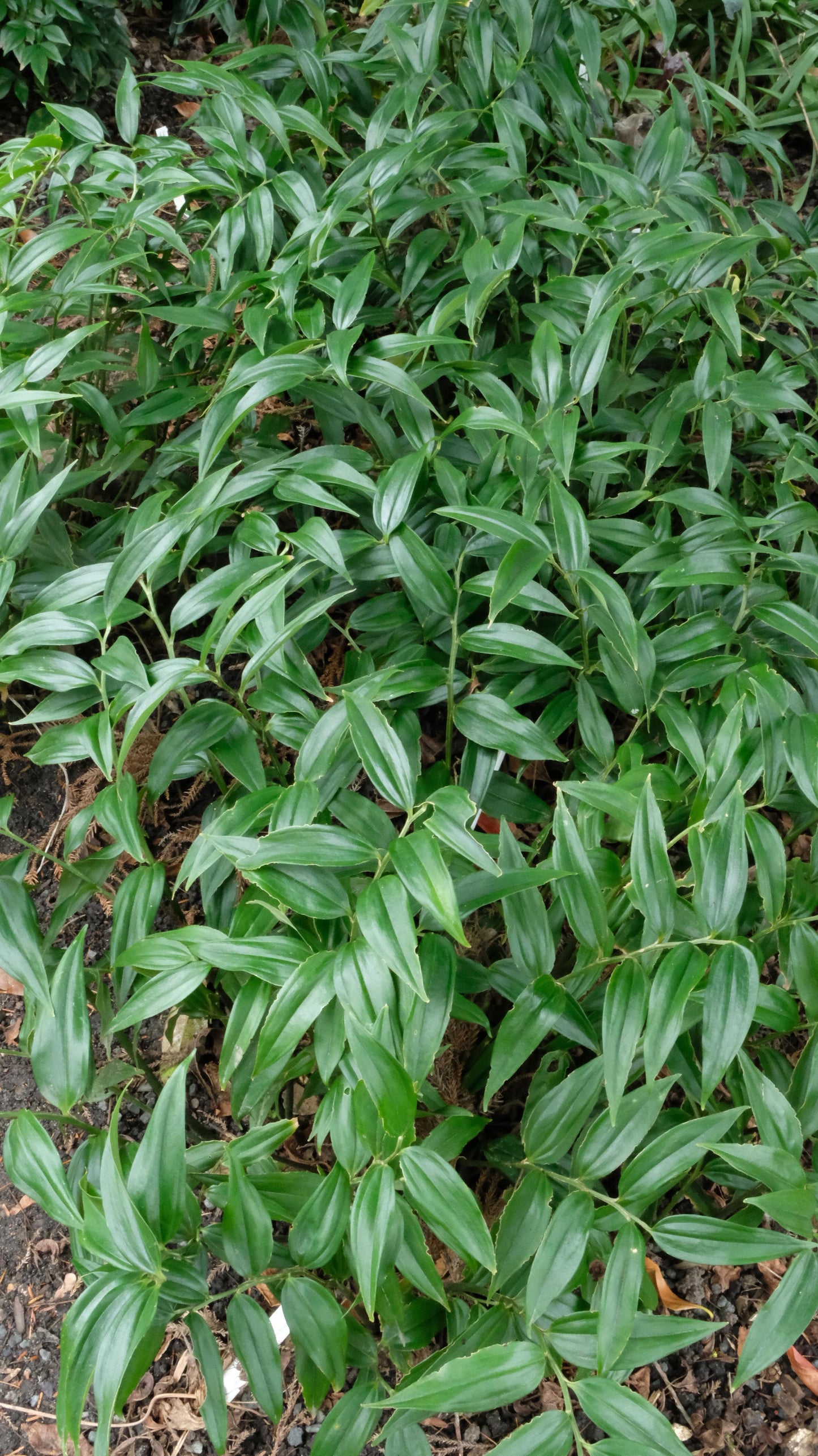 Carpinus Betulus 'pinocchio' Low Branch - View 27 from www redcrocus com