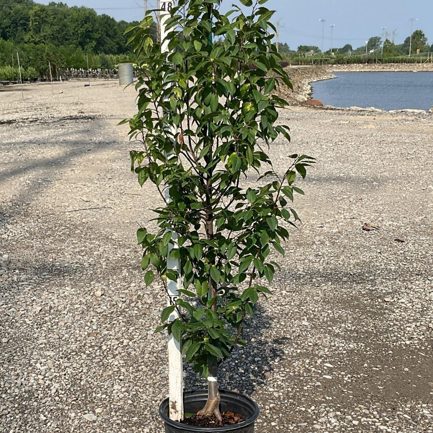 Carpinus Betulus 'pinocchio' Low Branch - View 28 from www redcrocus com