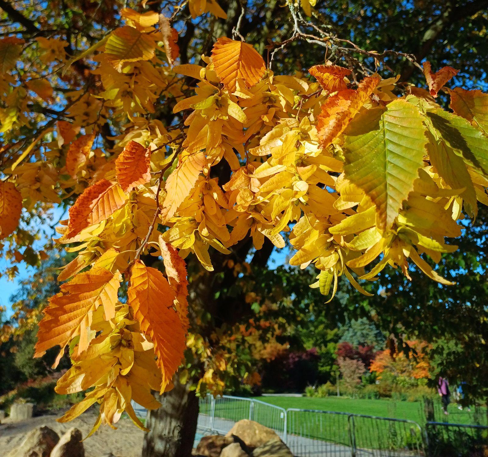 Carpinus Betulus 'pinocchio' Low Branch - View 30 from www redcrocus com