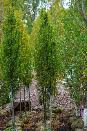 Carpinus Betulus 'pinocchio' Low Branch - View 32 from www redcrocus com