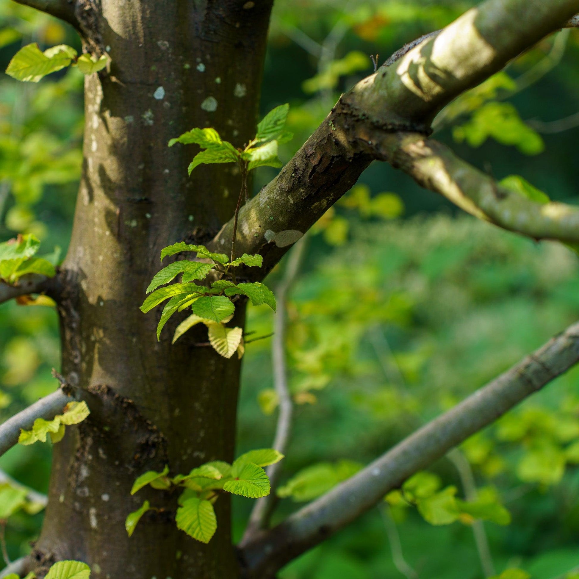 Carpinus Betulus 'pinocchio' Low Branch - View 3 from www redcrocus com