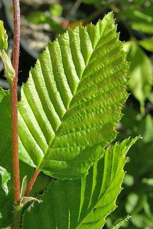 Carpinus Betulus 'pinocchio' Low Branch - View 4 from www redcrocus com