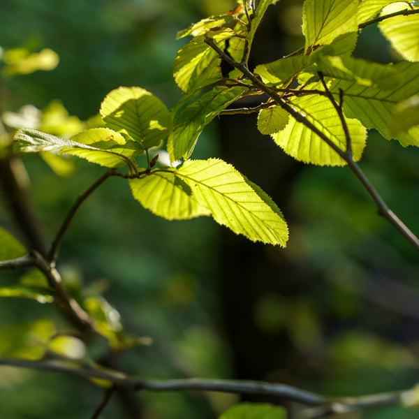 Carpinus Betulus 'pinocchio' Low Branch - View 6 from www redcrocus com