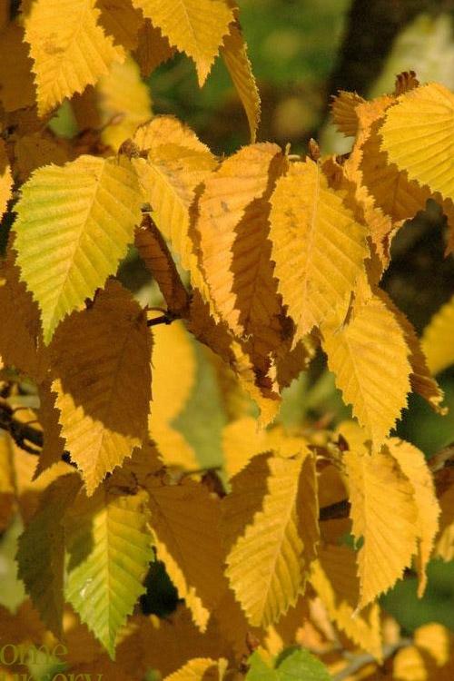 Carpinus Betulus 'pinocchio' Low Branch - View 8 from www redcrocus com