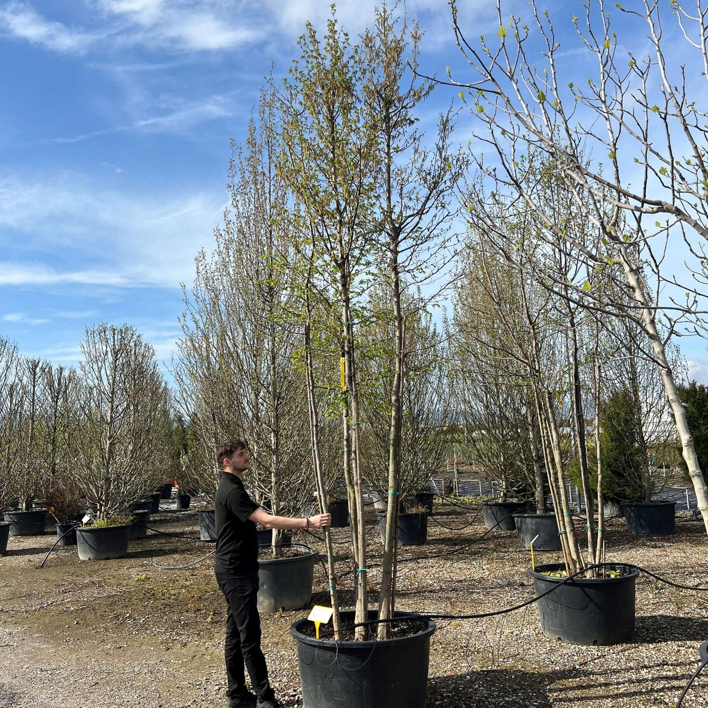 Carpinus Betulus Single Stem - View 12 from www redcrocus com