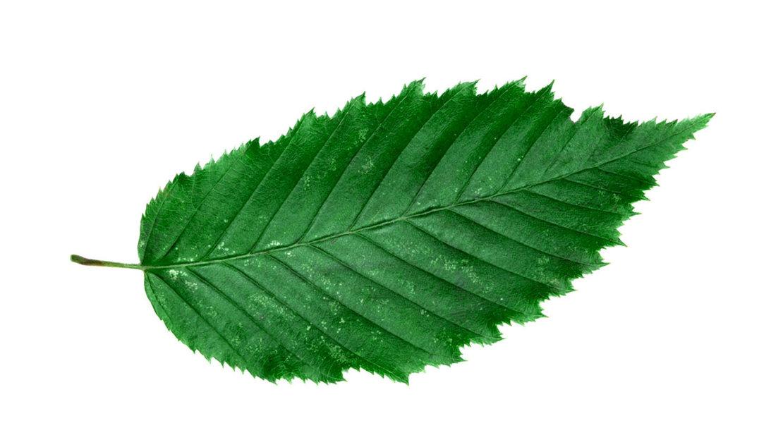 Carpinus Betulus Single Stem - View 13 from www redcrocus com