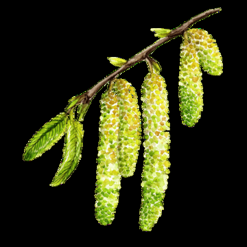 Carpinus Betulus Single Stem - View 14 from www redcrocus com