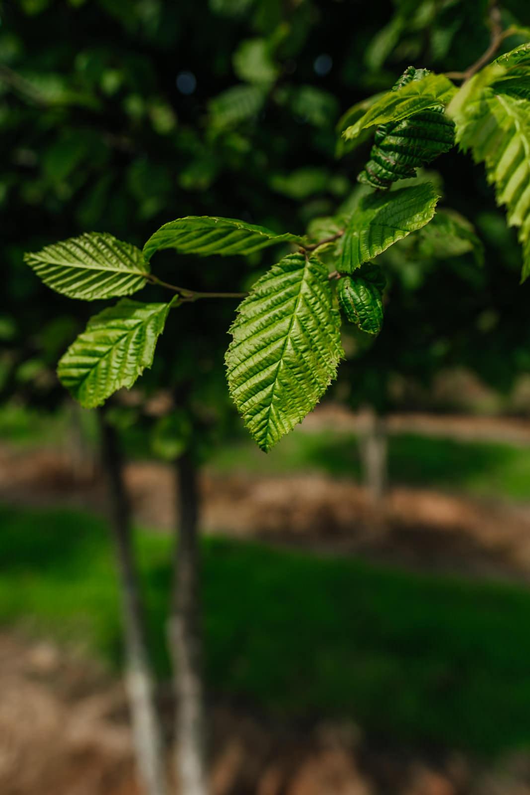 Carpinus Betulus Single Stem - View 16 from www redcrocus com