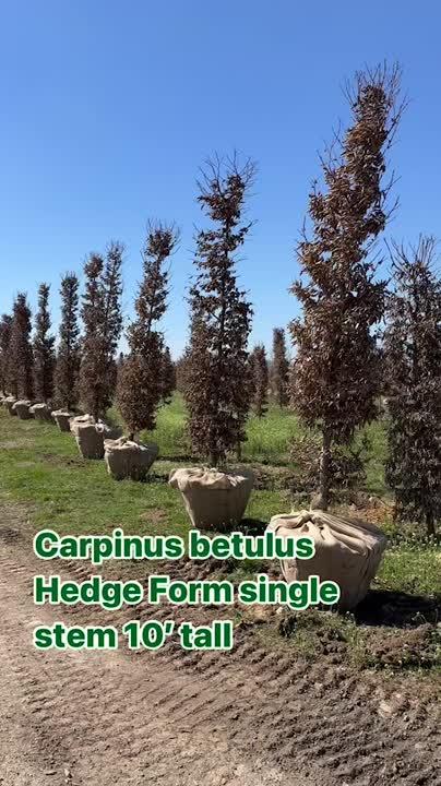 Carpinus Betulus Single Stem - View 17 from www redcrocus com