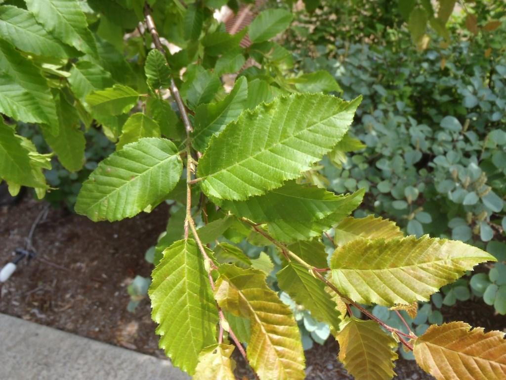 Carpinus Betulus Single Stem - View 23 from www redcrocus com