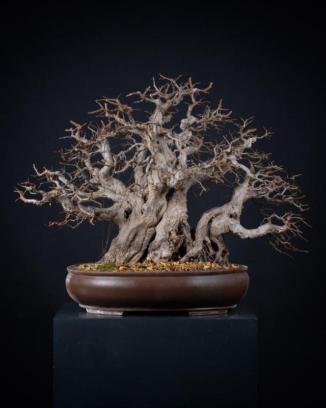 Carpinus Betulus Single Stem - View 25 from www redcrocus com
