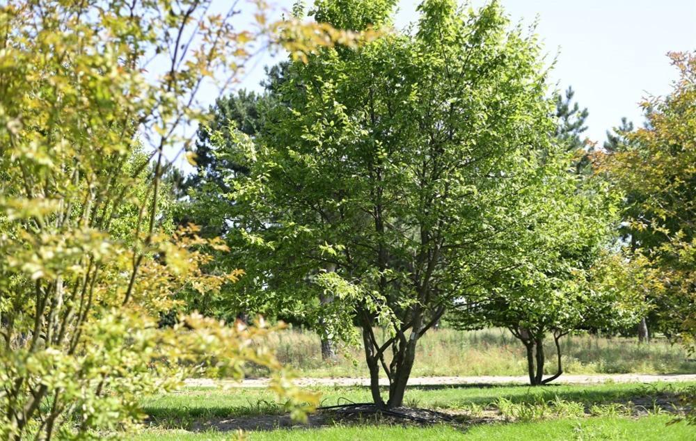 Carpinus Betulus Single Stem - View 2 from www redcrocus com
