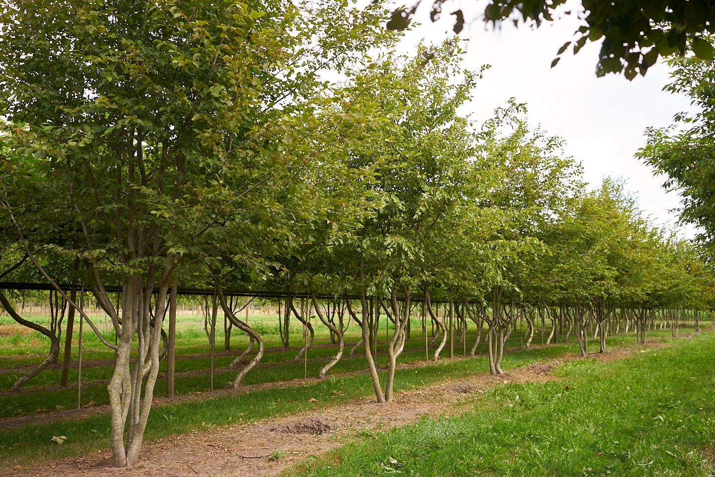 Carpinus Betulus Single Stem - View 4 from www redcrocus com
