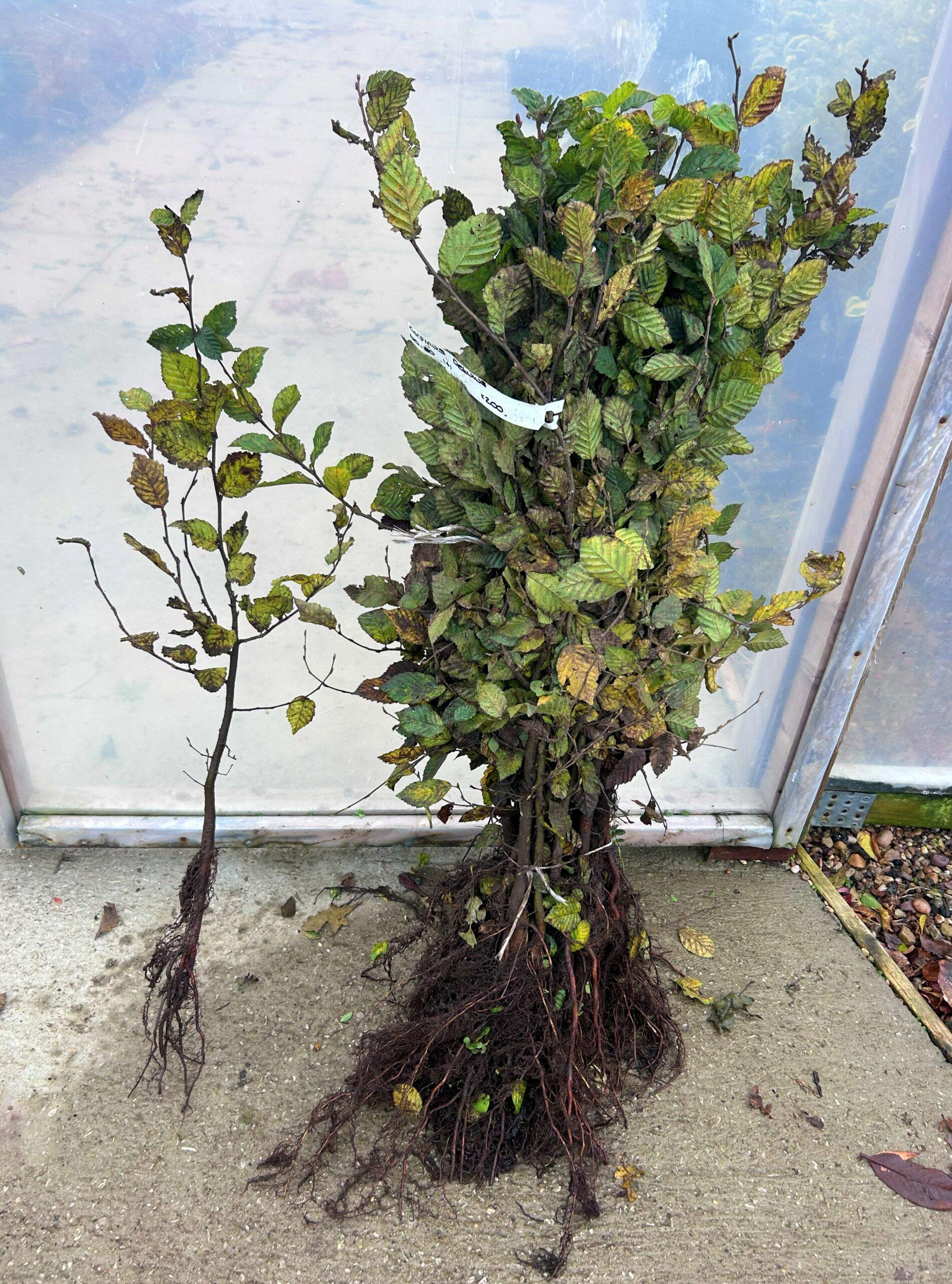 Carpinus Betulus Single Stem - View 5 from www redcrocus com