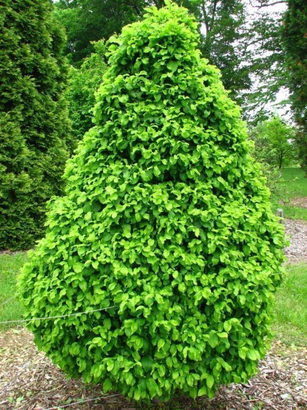 Carpinus Betulus Single Stem - View 7 from www redcrocus com