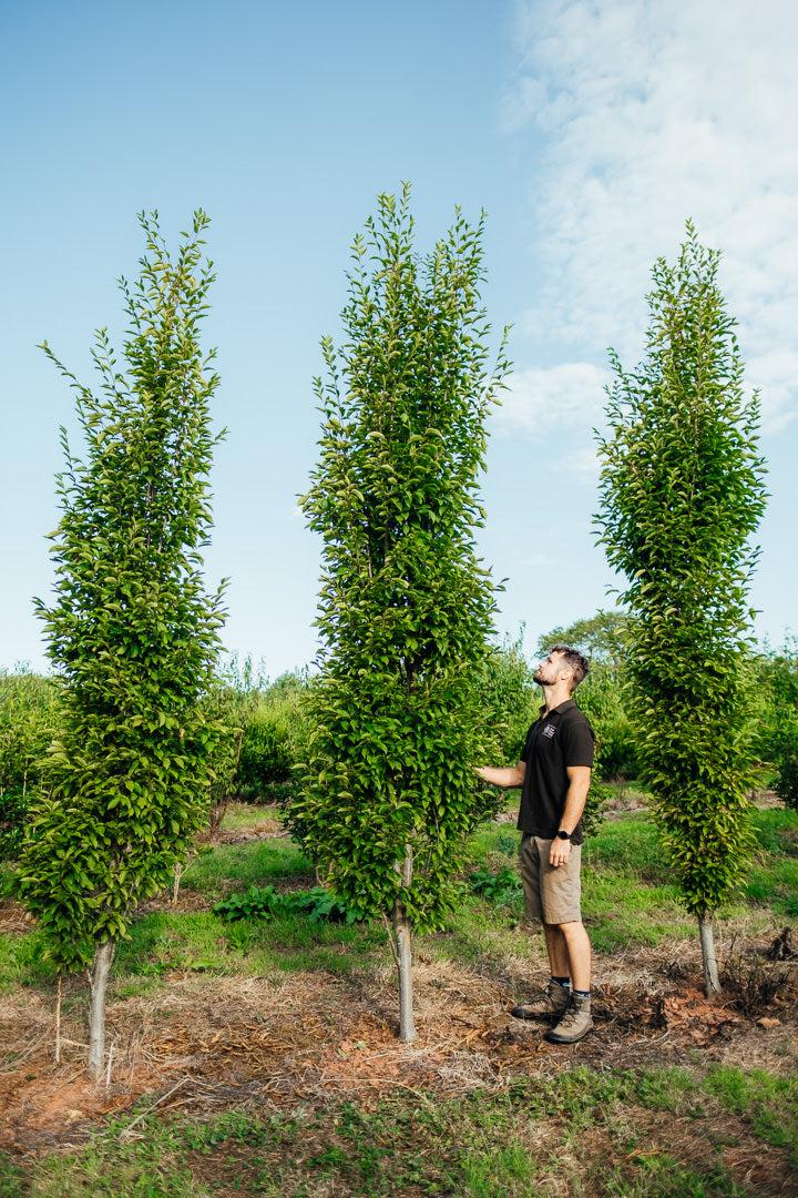 Carpinus Betulus Single Stem - View 9 from www redcrocus com