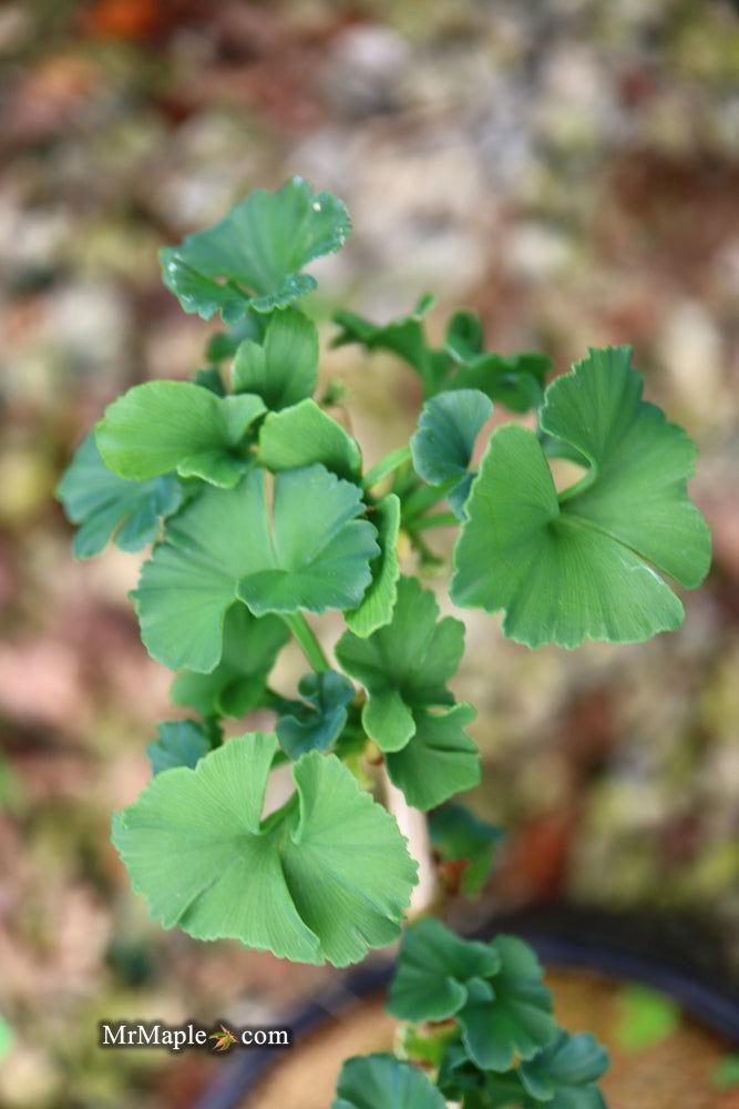 Ginkgo Biloba 'troll' Single Stem - View 11 from www redcrocus com